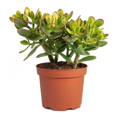 Изображение товара Крассула Orangery crassula ovata 12/25 - неприхотливое комнатное суккулентное растение