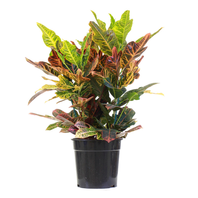 Изображение товара Кодиеум Orangery codiaeum var. Exellent 17/70