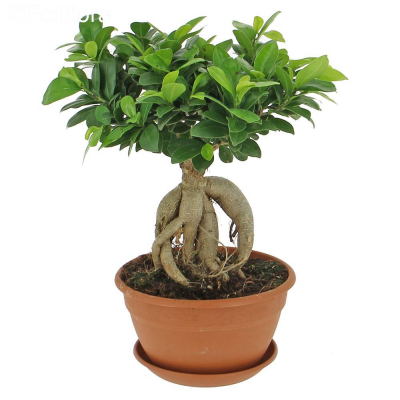 Изображение товара Фикус Orangery micr Ginseng 30/50 - комнатное растение для интерьера