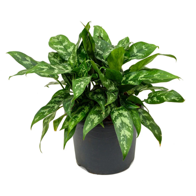 Изображение товара Аглаонема Orangery aglaonema mariachrist 12/35
