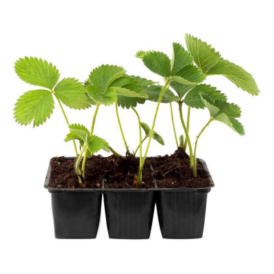 Изображение товара Земляника средняя TK 6шт./уп.