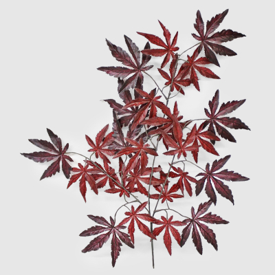 Изображение товара Ветка Конэко-О клёна искусственная бургунди 61 см