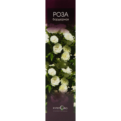 Изображение товара Роза бордюрная Кутепово в коробке в ассортименте