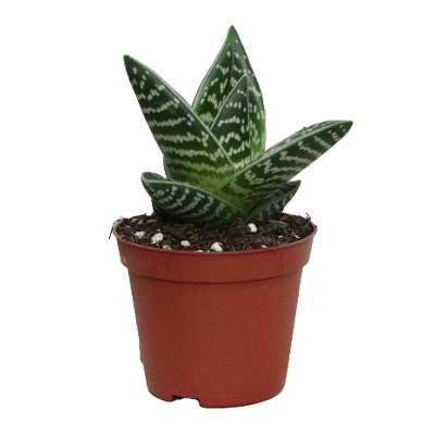 Изображение товара Алоэ Orangery aloe variegata 8/15