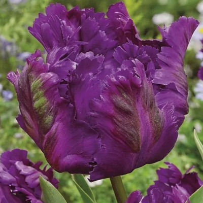 Изображение товара Луковицы Тюльпан Victoria's Secret Lefeber 10 штук для посадки в саду