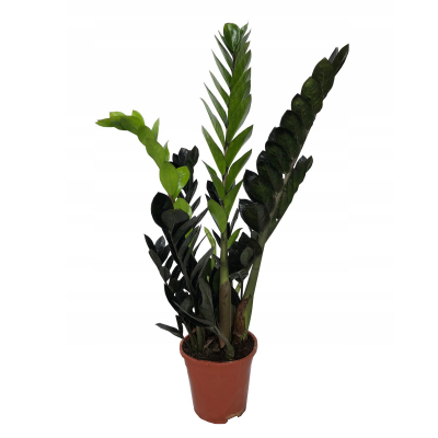 Изображение товара Замиокулкас Orangery zam.zamiif dowon 14/45