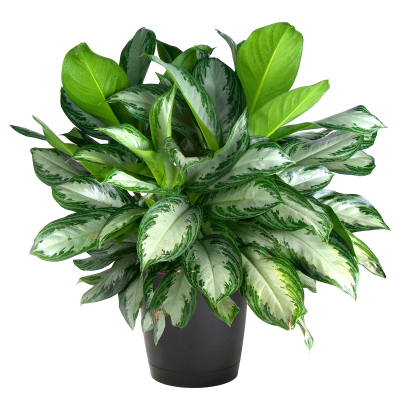Изображение товара Аглаонема Orangery aglaonema mix 12/30 - декоративное вечнозеленое растение