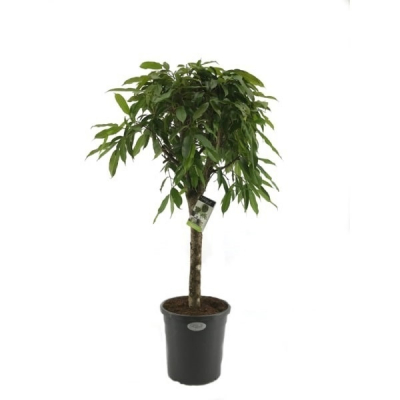 Изображение товара Фикус Orangery ficus binn.amstel king 30/110 - комнатное растение для дома и офиса