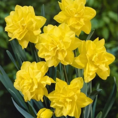 Изображение товара Луковицы Нарцисс Golden Ducat Lefeber 3 шт для сада и клумбы Изображение товара Луковицы Нарцисс Golden Ducat Lefeber 3 шт для сада и клумбы