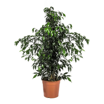 Изображение товара Фикус Danielle 17/60 компактный Ficus benjamina Danielle 60 см Изображение товара Фикус Danielle 17/60 компактный Ficus benjamina Danielle 60 см