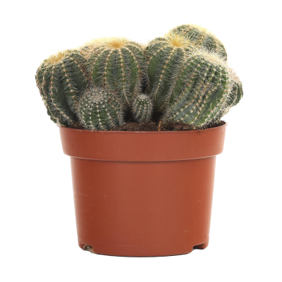 Изображение товара Кактус Orangery cactus mix 13 см в горшке 20 см высотой Изображение товара Кактус Orangery cactus mix 13 см в горшке 20 см высотой