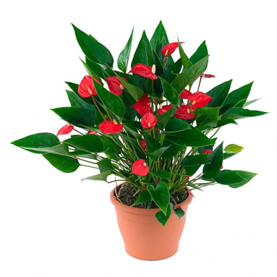 Изображение товара Антуриум Orangery anth. million flowers red 12/40 - яркое декоративное комнатное растение