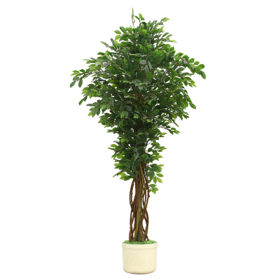 Изображение товара Искусственное дерево Фикус Конэко-о зеленый для интерьера, декора, высота по выбору