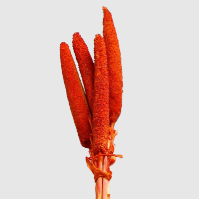 Изображение товара Сухоцветы Donna Flor африканское просо красные 60 см