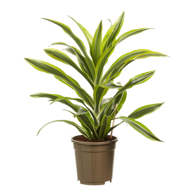 Изображение товара Драцена Orangery drac.fr.lemon lime 17/60