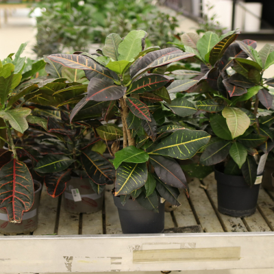 Изображение товара Кодиеум codiaeum var. Petra 17/55 vert