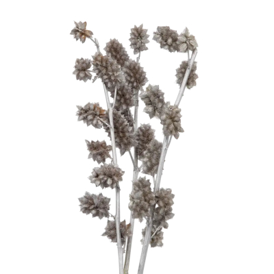 Изображение товара Сухоцветы Donna Flor солодка серебристые 3 ветки, 60 см для декора