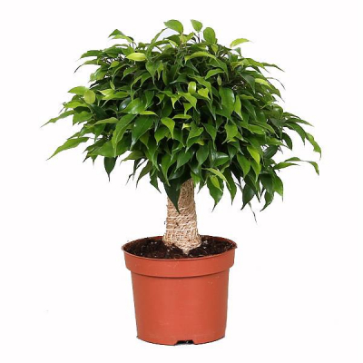 Изображение товара Фикус Orangery ficus benj. green kinky 12/30 - декоративное комнатное растение с зелёными листьями