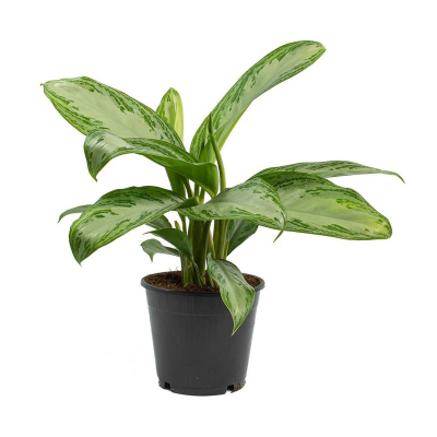 Изображение товара Аглаонема Orangery aglaonema silver bay 19/50