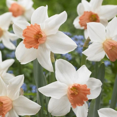 Изображение товара Луковицы Нарцисс Accent 5 шт для сада и клумб, морозостойкие