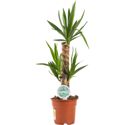 Изображение товара Юкка Orangery Yucca Elephantipes 8-9 м декоративное комнатное растение