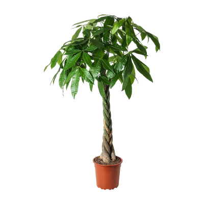 Изображение товара Пахира Orangery pachyra aquatica 14/50