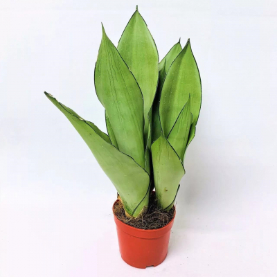 Изображение товара Сансеверия Moonshine 12/45 - неприхотливое вечнозелёное растение