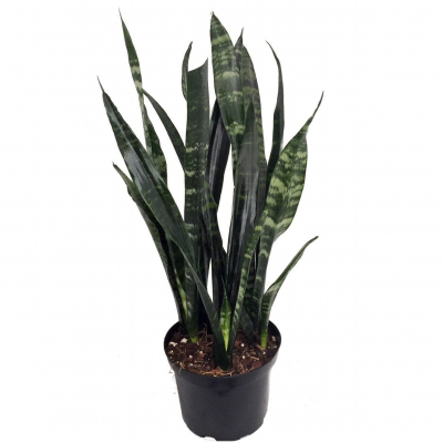 Изображение товара Сансеверия Orangery sansev. Black coral 14/45