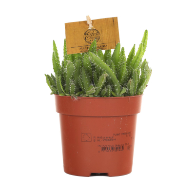 Изображение товара Кактус Orangery Hylocereus undatus 10/15 - декоративное цветущее растение