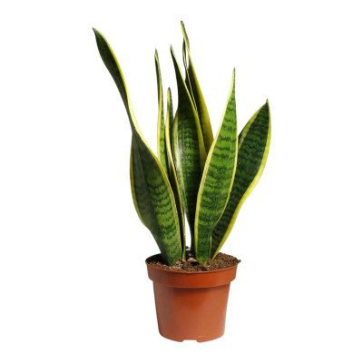 Изображение товара Сансеверия Orangery sansev. Laurentii14/55