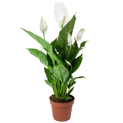 Изображение товара Спатифиллум Orangery spathiphyllum chopin 9/30