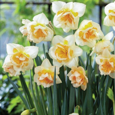 Изображение товара Луковицы нарцисса Sweet Desire 5 шт - цветущие весной для сада и клумб