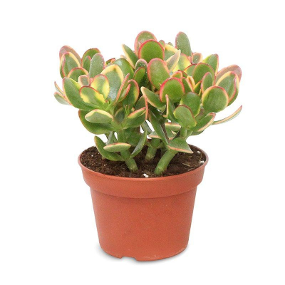 Изображение товара Крассула Orangery crassula ov. Sunset - декоративное суккулентное растение