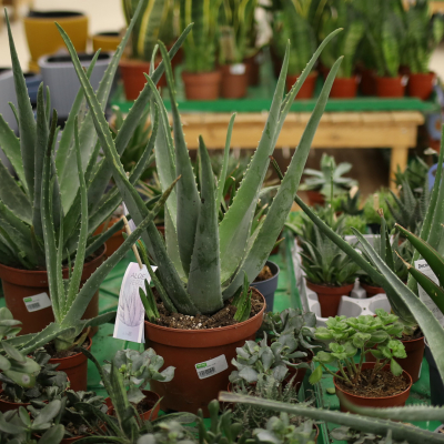 Изображение товара Алоэ aloe vera 19/60