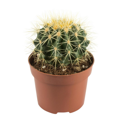 Изображение товара Кактус Orangery cactus mix 6.5/15