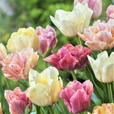 Изображение товара Луковицы Лефебер Тюльпан silk road 10шт для посадки в открытый грунт