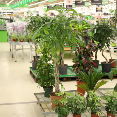 Изображение товара Пахира pachyra aquatica 27/140 gevl