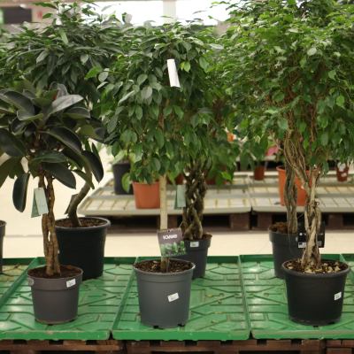 Изображение товара Фикус ficus columna 27/120