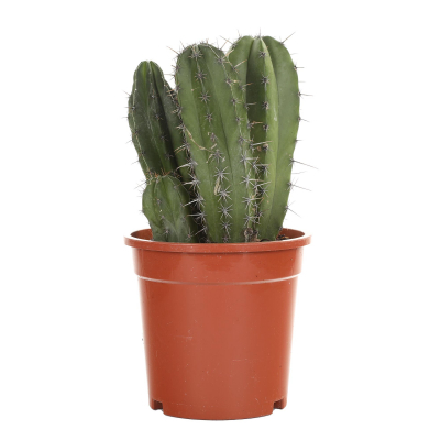 Изображение товара Кактус Orangery cactus mix 17/30