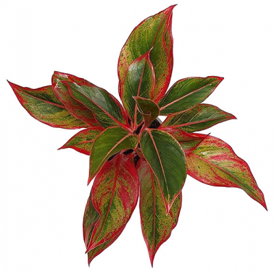 Изображение товара Аглаонема Orangery aglaonema crete 12/30