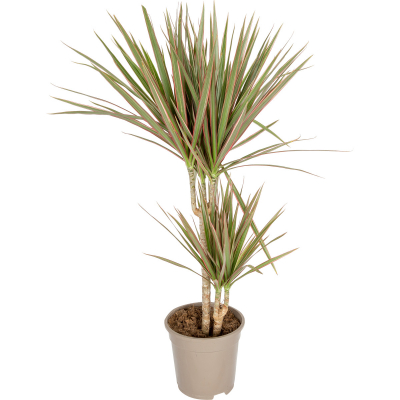 Изображение товара Драцена Orangery drac.marg.bicolor 21/100 Изображение товара Драцена Orangery drac.marg.bicolor 21/100