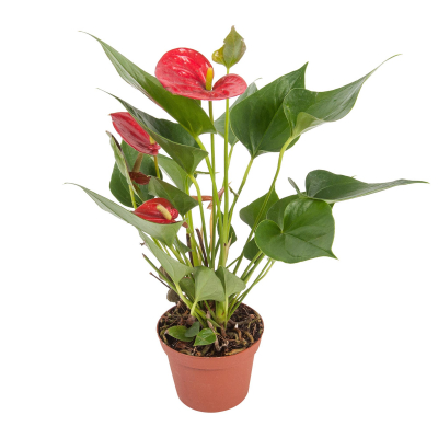 Изображение товара Антуриум Orangery Anthurium. Andr.pink champion 12/40
