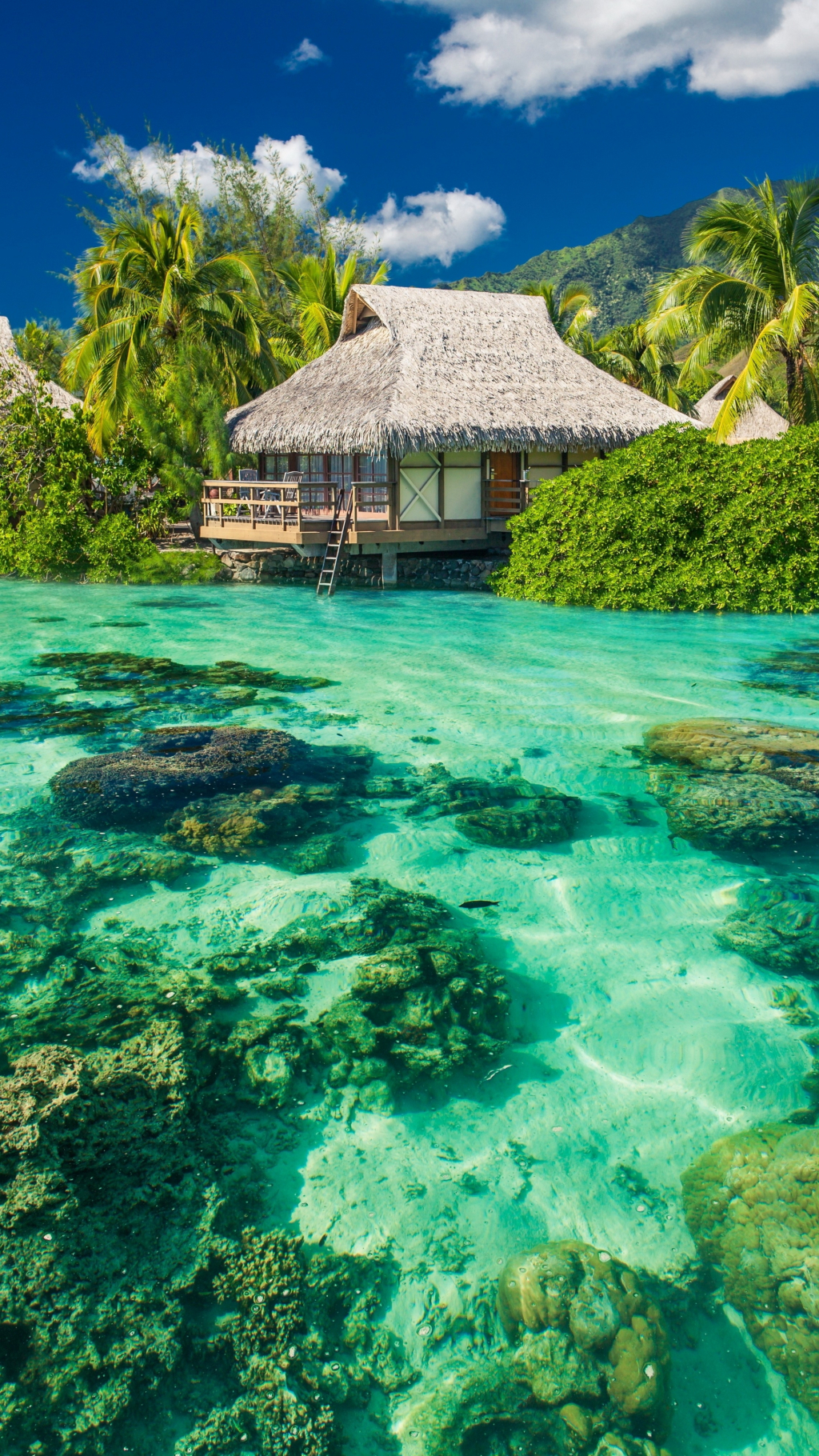 29 июня - Международный день тропиков!