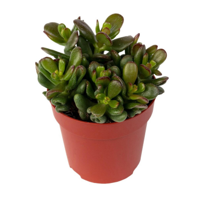 Изображение товара Крассула Orangery crassula gandalf 10/20