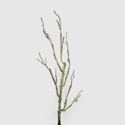 Изображение товара Веточка декоративная Конэко-О блестящая