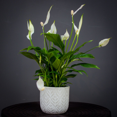 Изображение товара Спатифиллум Orangery spathiphyllum bellini 13/40 - декоративное комнатное растение Изображение товара Спатифиллум Orangery spathiphyllum bellini 13/40 - декоративное комнатное растение