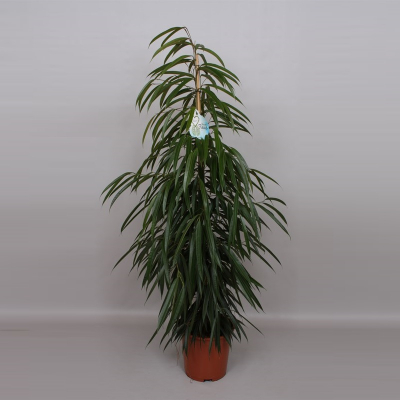 Изображение товара Фикус Orangery ficus binn alii 21/110 - комнатное лиственное растение Изображение товара Фикус Orangery ficus binn alii 21/110 - комнатное лиственное растение