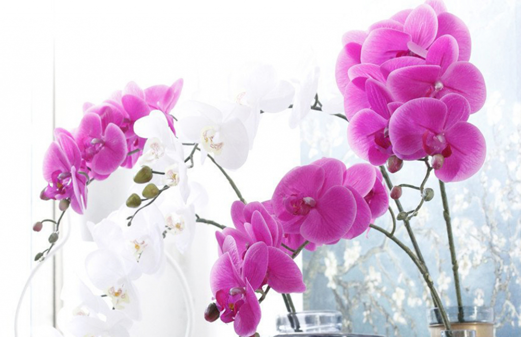 Фаленопсис 2 ствола - 499 р!