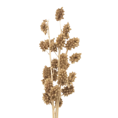 Изображение товара Сухоцветы Donna Flor солодка, 3 ветки, золотистый металлик, 60 см