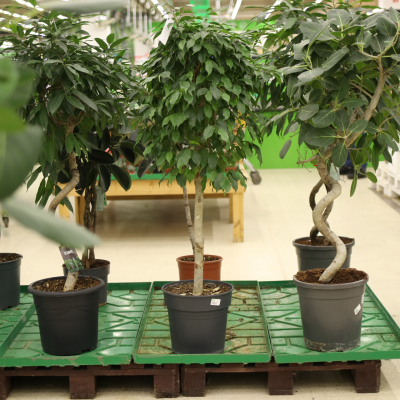 Изображение товара Фикус ficus columna 34/140 st